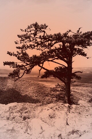 Горное дерево в черно-белых тонах обои