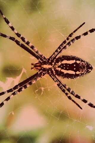 Огромный паук обои