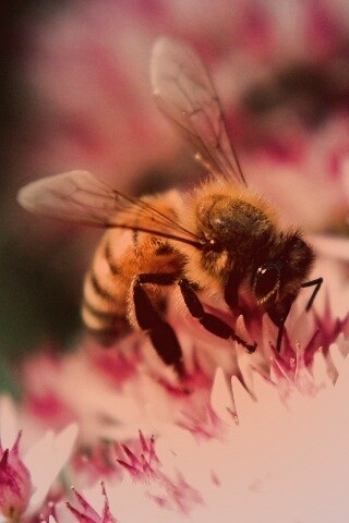 Пчела собирает пыльцу обои