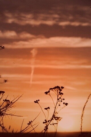 Степной закат обои