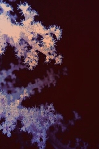 Кораллы обои