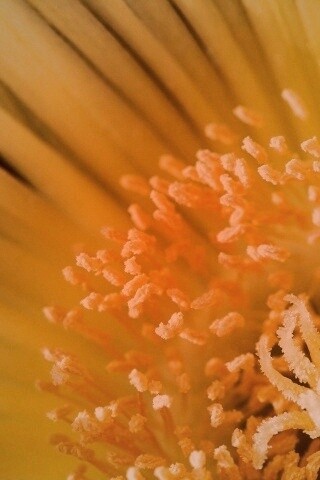 Желтый цветок обои