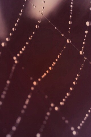 Паучья сеть обои