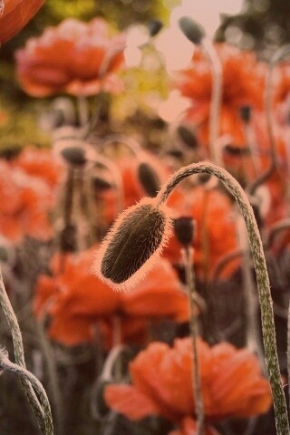 Бутон среди цветов обои