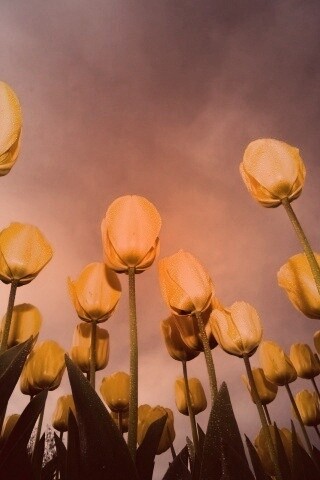 Жёлтые тюльпаны обои