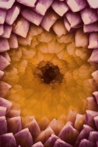 Сердцевина цветка обои