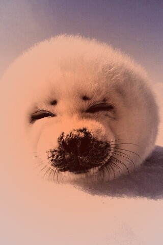 Тюлень-колобок обои