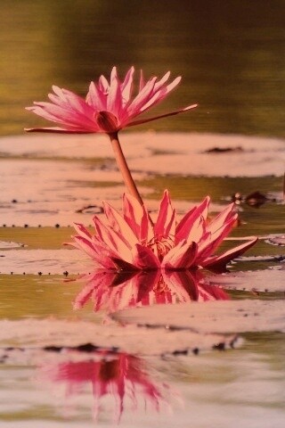 Цветущие кувшинки обои