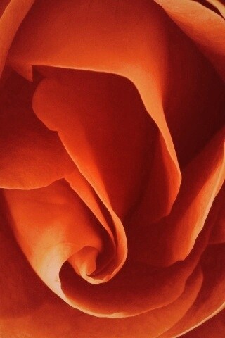 Макро фотка бутона обои