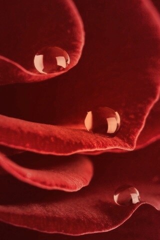 Капли росы на лепестках розы обои