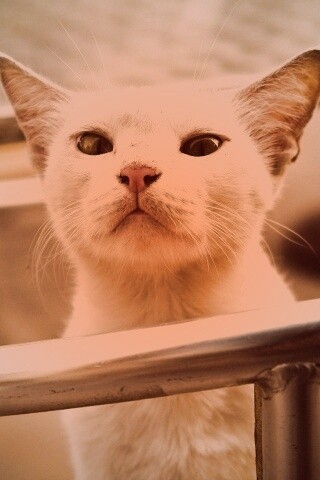 Настороженно принюхивающийся кот обои