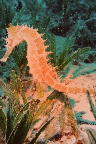 Морской конек обои