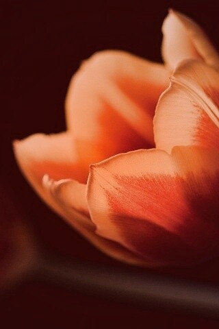 Тюльпаны в темноте обои