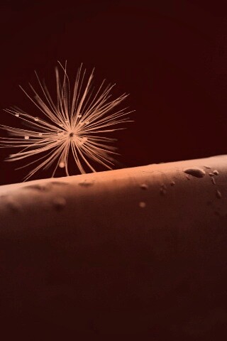 Прилипшая пушинка обои