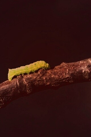 Гусеница на ветке обои