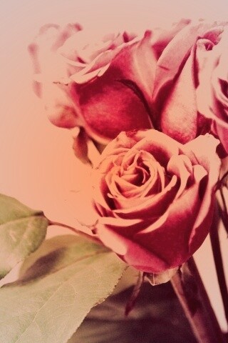Букет розовых роз обои