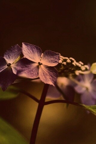 Нежно-синие цветы обои