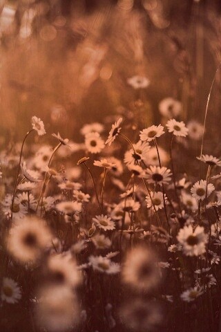 Поле ромашек обои