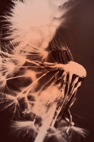 Сдутый одуванчик обои