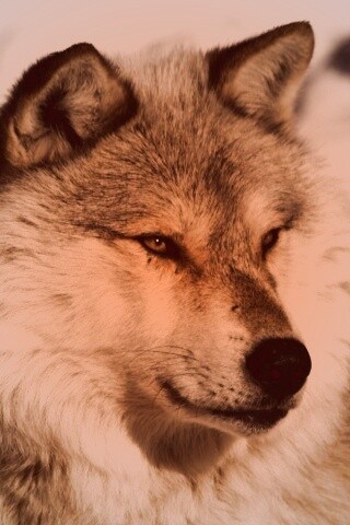 Лайка на снегу обои