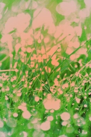 Трава в росе обои