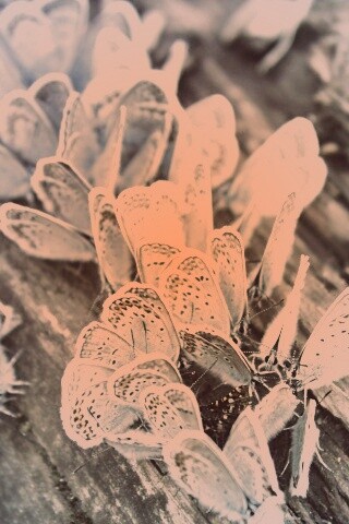 Голубые бабочки обои