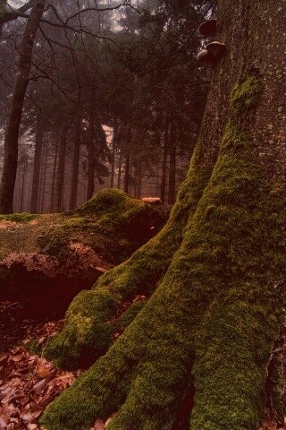 Дерево, поросшее мхом обои