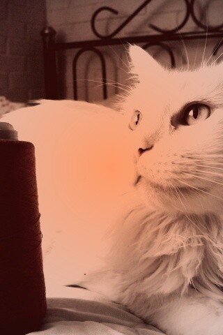 Белый кот с катушкой ниток обои