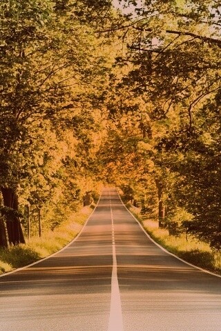 Под горку и в лес обои