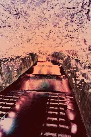 Река и цветение сакуры обои