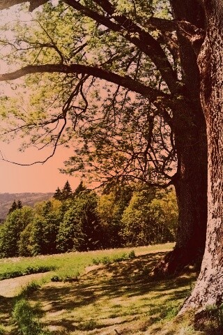 Лето в деревне обои