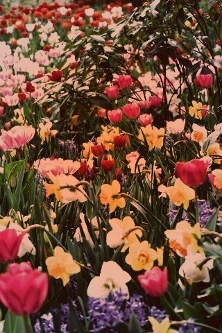 Поляна со множеством цветов обои