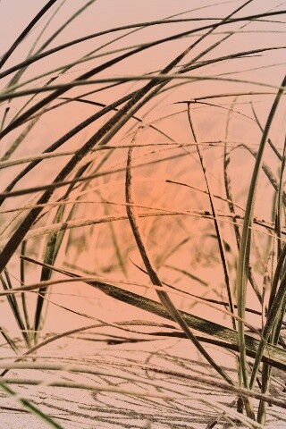 Трава на песке обои