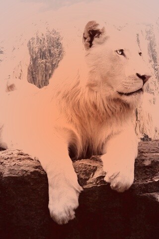 Белый лев обои
