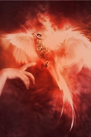 Феникс обои