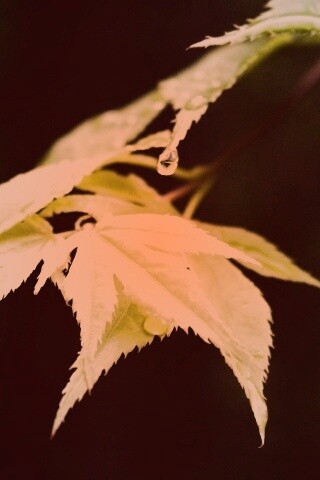 Капля на листе обои