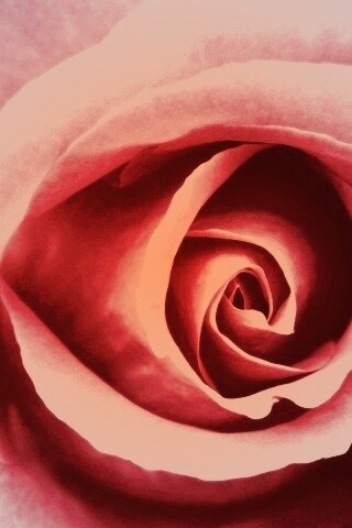 Красивая розовая роза обои