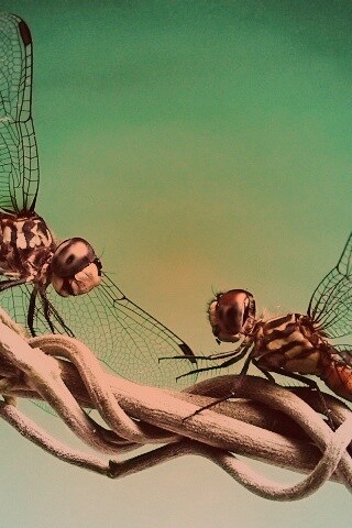 Две стрекозы обои