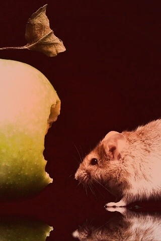 Мышь надкусила яблоко обои