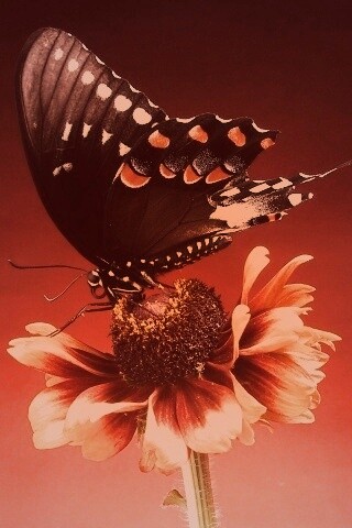 Бабочка на цветке обои