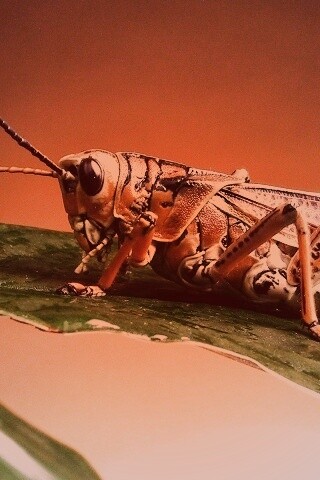 Сверчек на листе обои