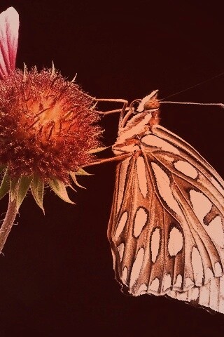 Бабочка на цветке обои