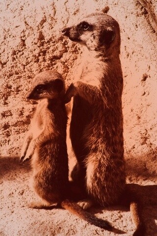 Сурикаты на страже отчизны обои