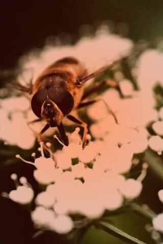 Пчела на нежный белых цветах обои