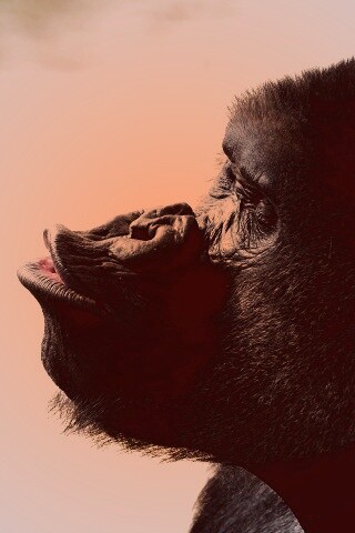 Горилла корчит рожи обои