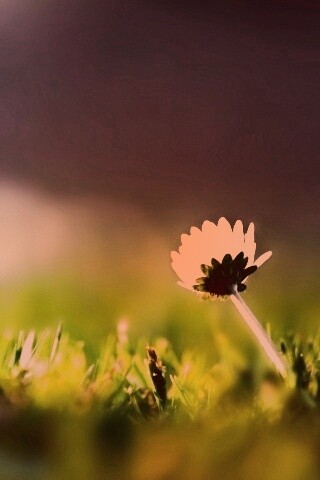 Цветок на траве обои