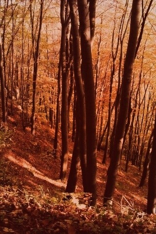 Осенний лес обои