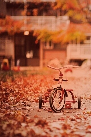 Трёхколёсный друг на осенней дорожке обои