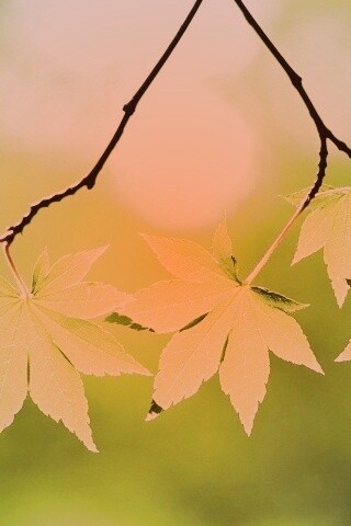 Зелёные листья обои