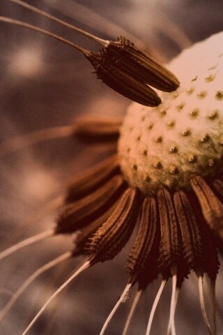 Лысеющий одуванчик обои